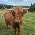 Highland cow