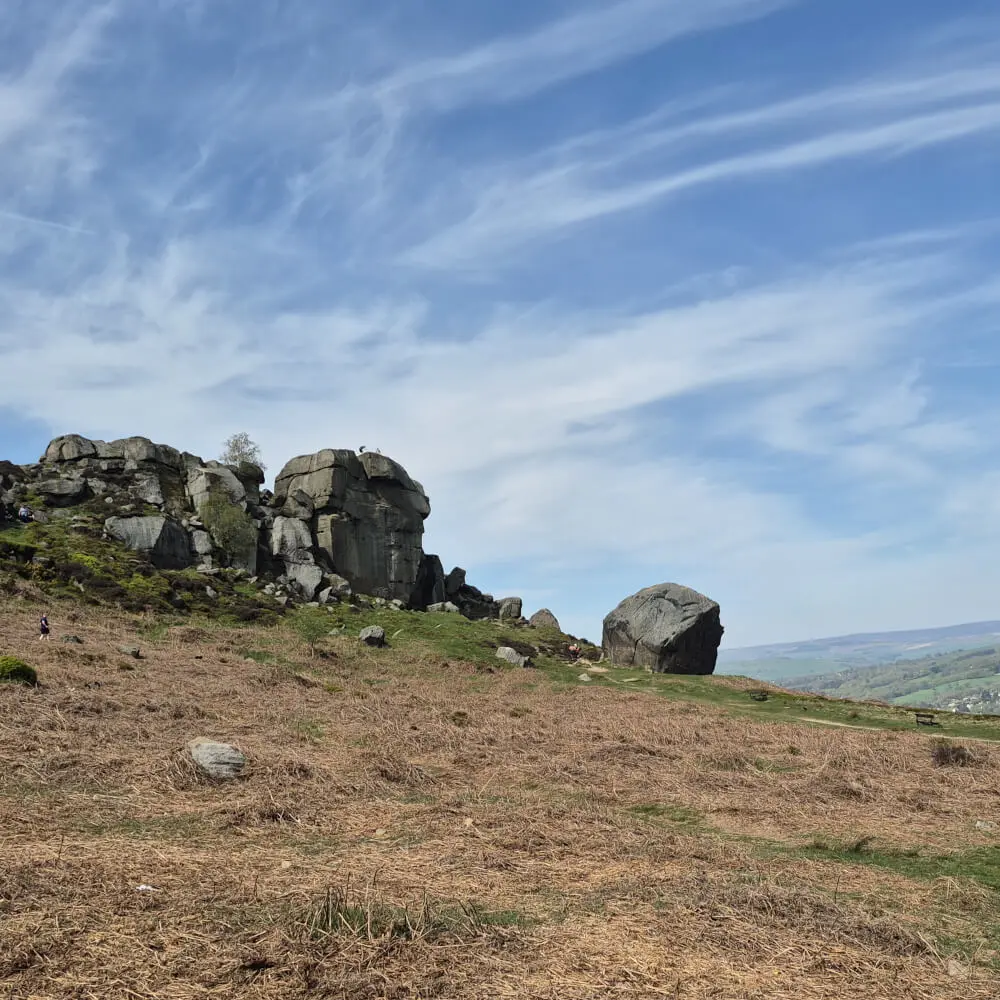 Cow and calf on Ilkley moor