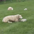 Sheep